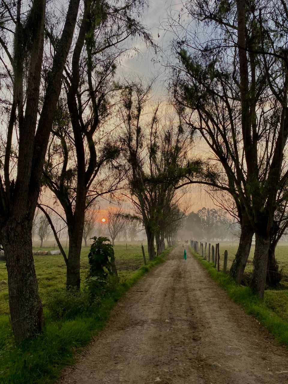 Sendero rural al amanecer entre árboles, con el sol asomando al fondo