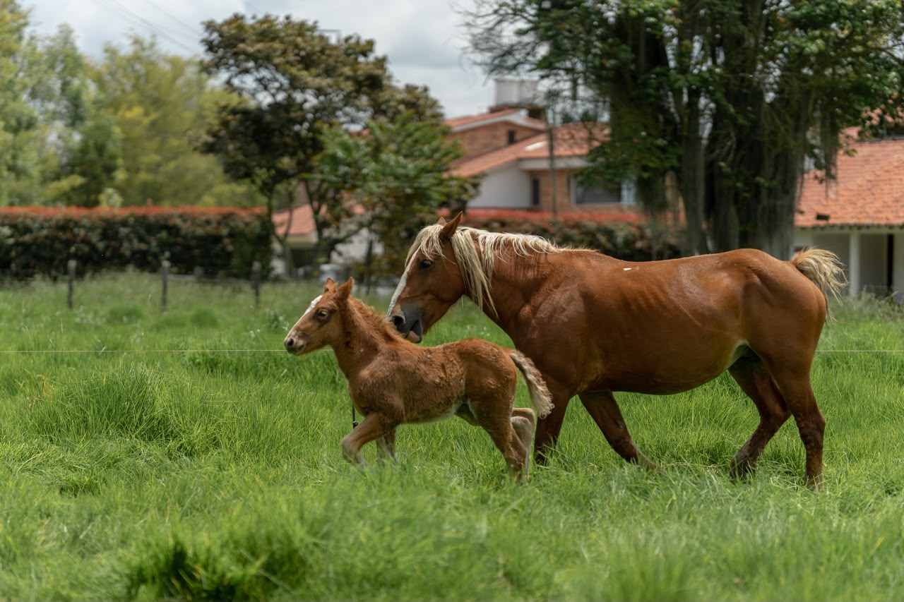 Yegua acompañando a su potro en un potrero verde