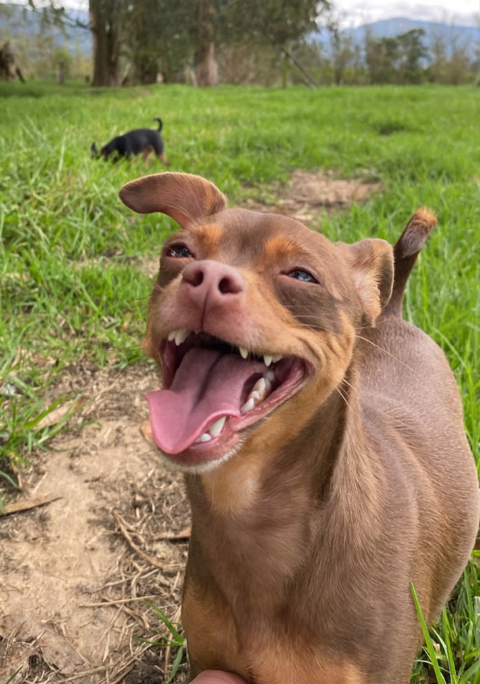 Perro criollo colombiano en una finca rural