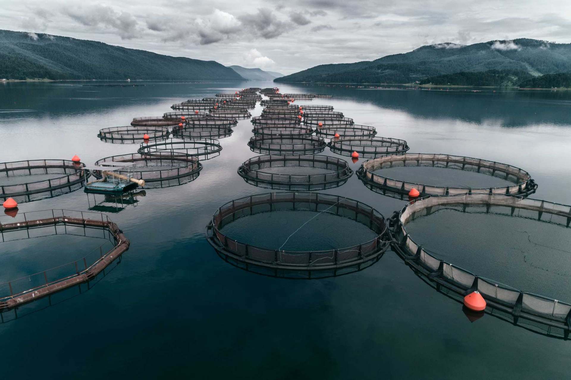 Jaulas circulares de acuicultura en un embalse de montaña