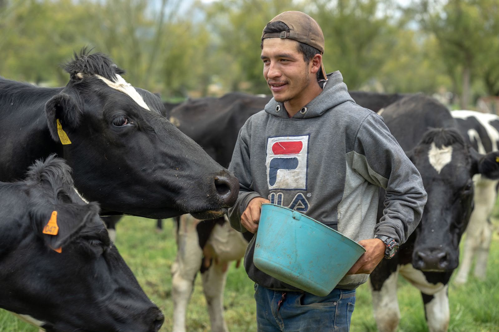 Joven productor compartiendo con sus vacas en el potrero