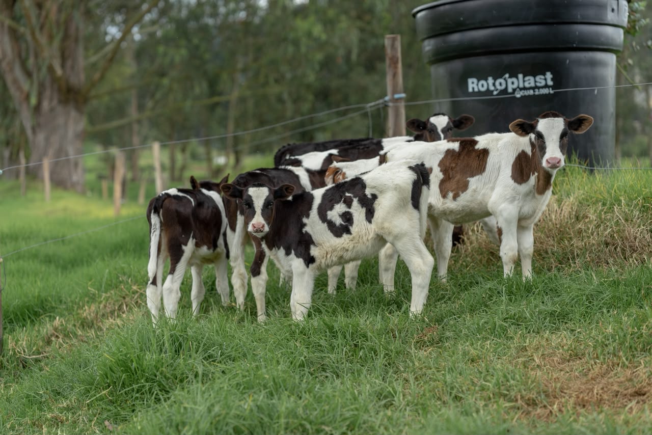 Terneros holstein en potreros verdes del altiplano
