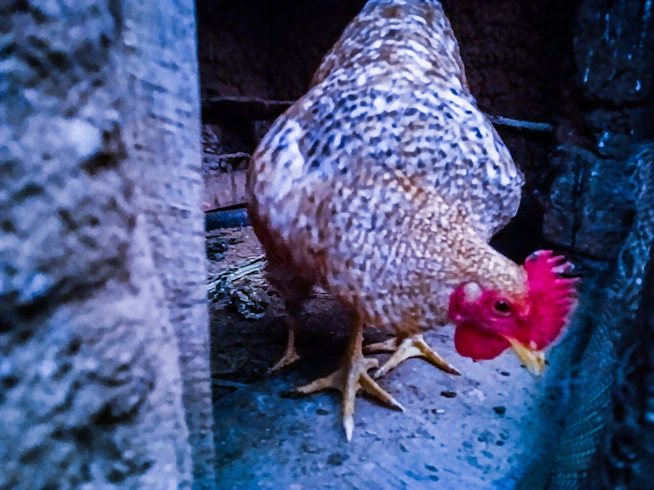 Gallinas criollas colombianas en campo libre