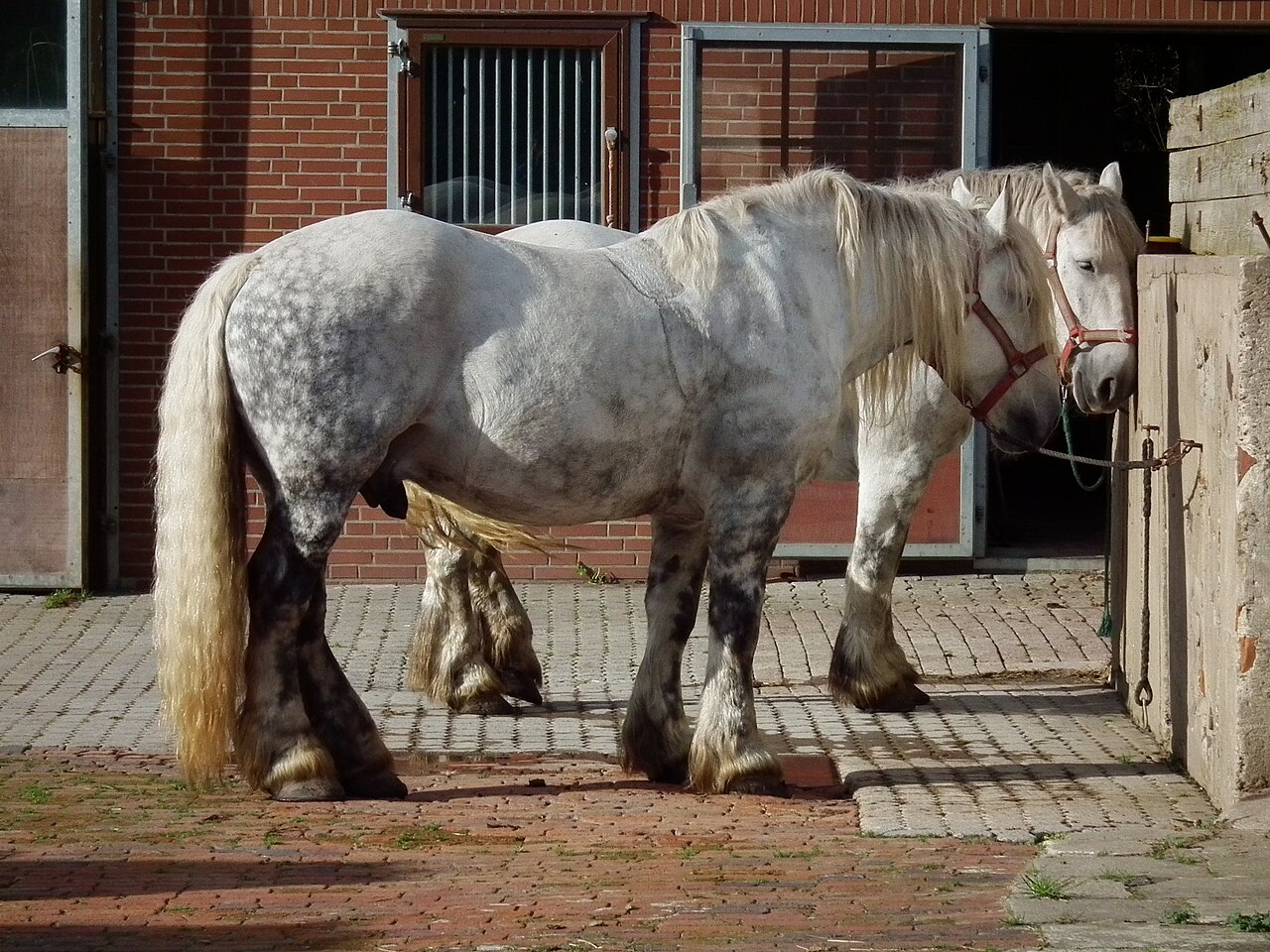 Caballo Percherón